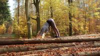 Harabschauender Hund auf Baumstämmen, Yogaraum Greifswald